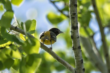 Oiseau (Oriole De Baltimore) 235