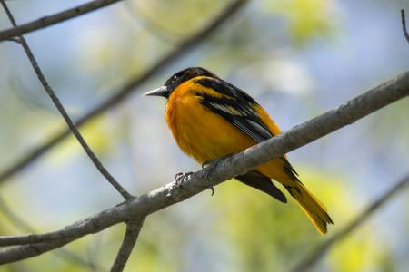 Oiseau (Oriole De Baltimore) 268