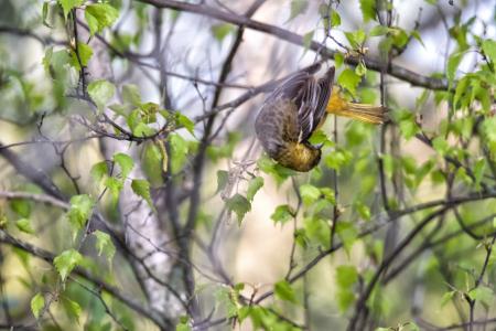 Oiseau (Oriole De Baltimore) 281