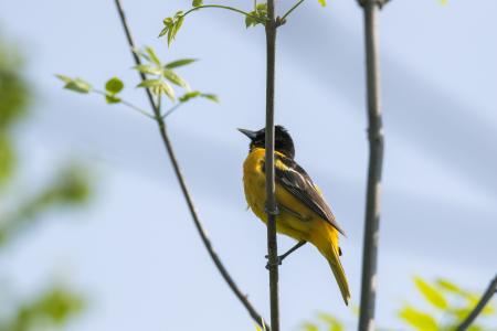 Oiseau (Oriole De Baltimore) 291