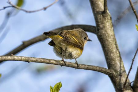 Oiseau (Paruline Flamboyante) 139