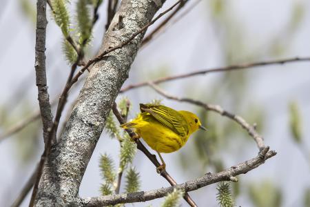 Oiseau (Paruline Jaune) 124