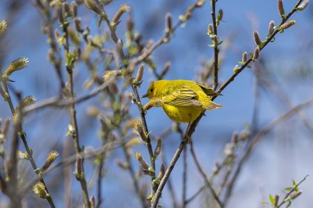 Oiseau (Paruline Jaune) 131