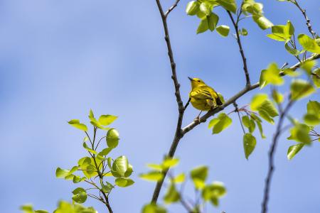 Oiseau (Paruline Jaune) 149