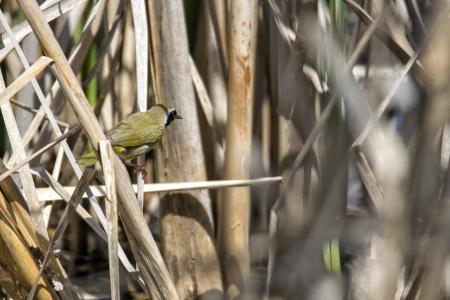 Oiseau (Paruline Masquée) 054