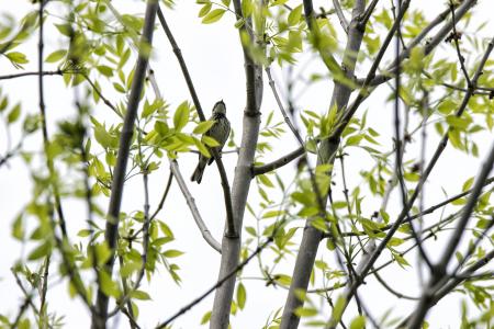 Oiseau (Paruline Noir Et Blanc) 001