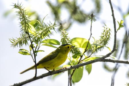 Oiseau (Paruline À Calotte Noire) 006