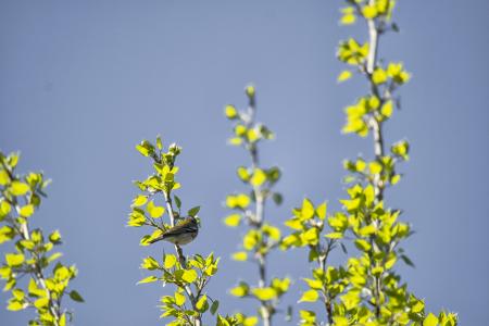 Oiseau (Paruline À Collier) 004