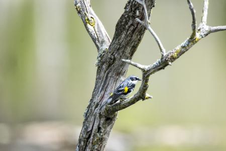 Oiseau (Paruline À Croupion Jaune) 087