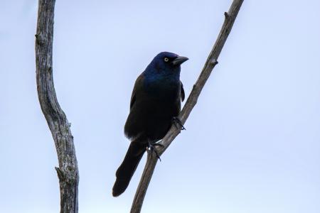 Oiseau (Quiscale Bronzé) 135