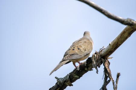 Oiseau (Tourterelle Triste) 136