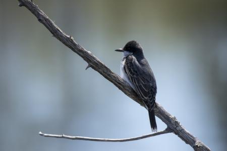 Oiseau (Tyran Tritri) 217