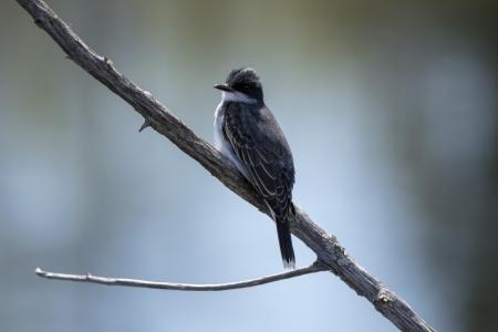 Oiseau (Tyran Tritri) 218