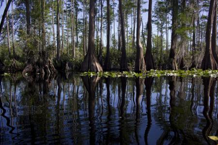 Okefenokee Swamp