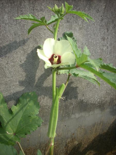 Okra Flower