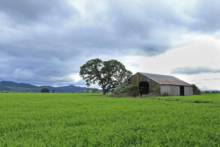 Old barn, stormy skies, green field, Oregon