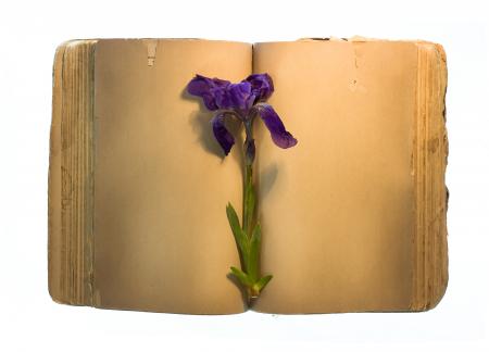 Old book & flower