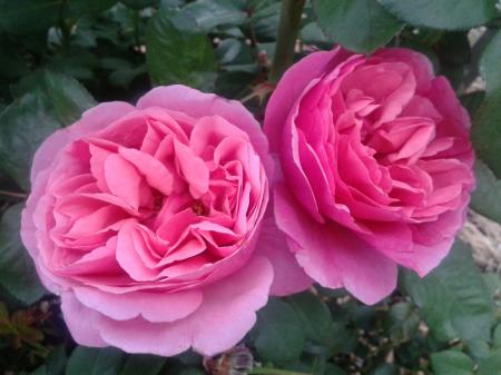 Old Fashion Roses
