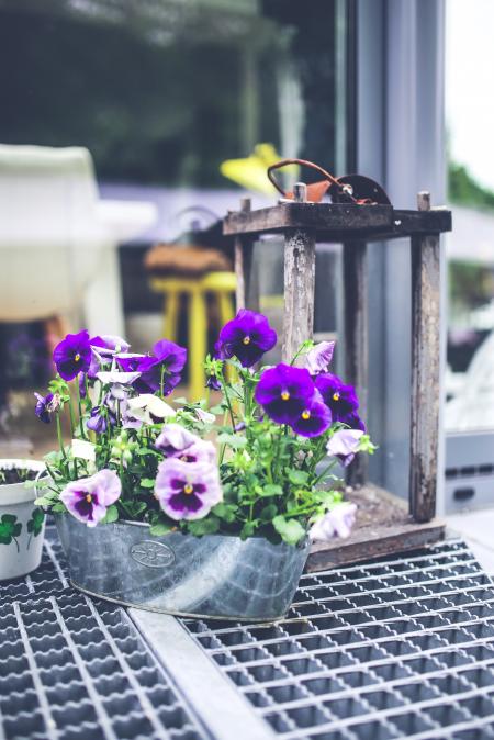 Old lantern & pansies