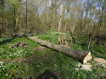 Old Overgrown Netting