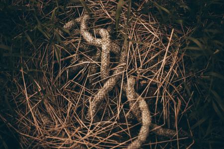 Old Rope in Grass