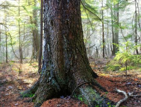 Old Route 611 Trail (4)