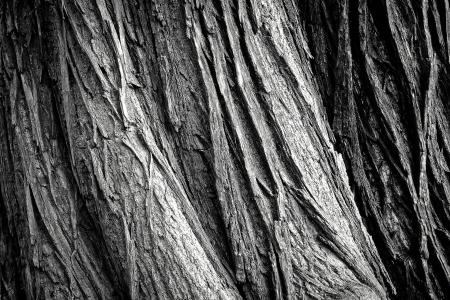 Old Tree Bark Texture