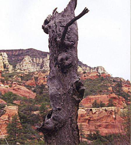 Old tree trunk