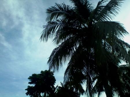 One Coconut Tree