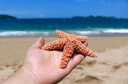 One Handed Starfish