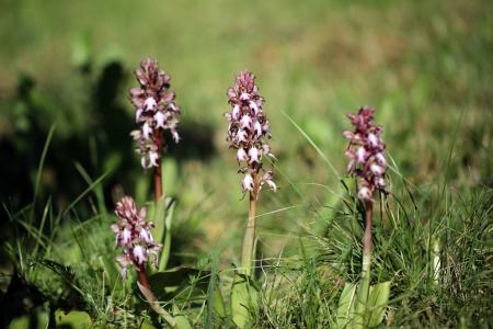 Ophrys de garrigues