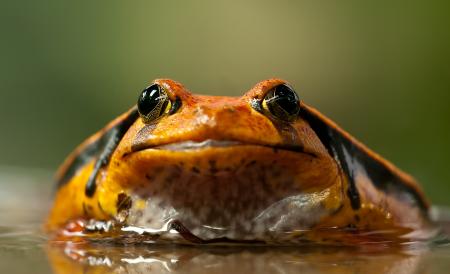 Orange and Black Frog