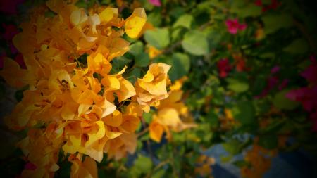 Orange and Green Bougainvillea Flower