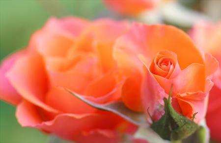 Orange and Pink Flower