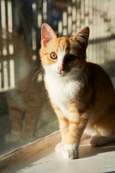 Orange and White Cat