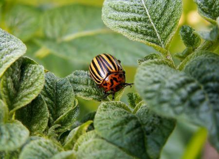 Orange and Yellow Bug on Leaf