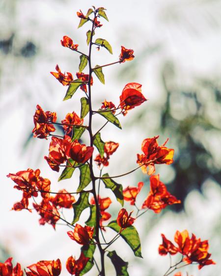 Orange Bougainvillea Flowers in Selective Focus Photography