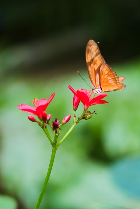 Orange Butterfly