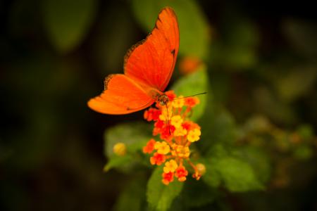 Orange Butterfly