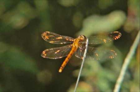 Orange dragonfly