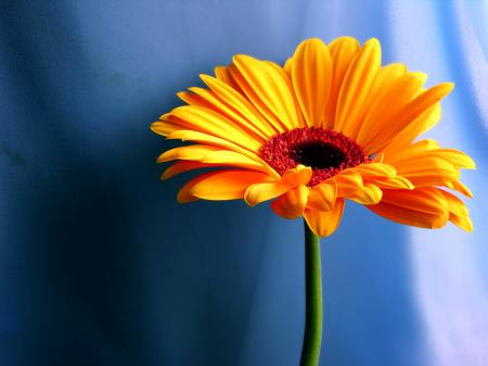 Orange Flower