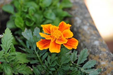 Orange flower