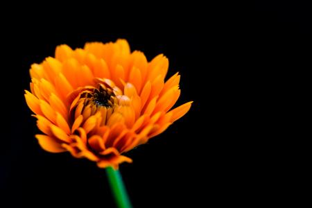 Orange Flower on Black