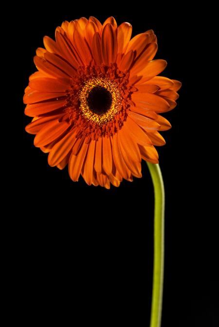 Orange flower on black