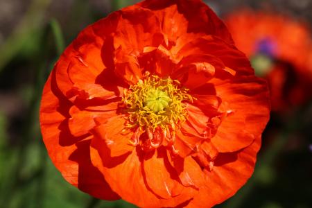 Orange Flower With Yellow Petals