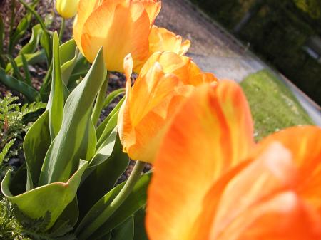 Orange flowers