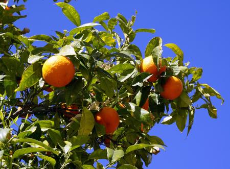 Orange Fruit