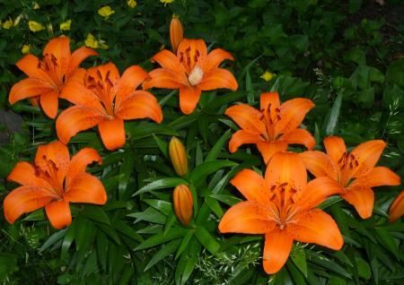 Orange garden flower