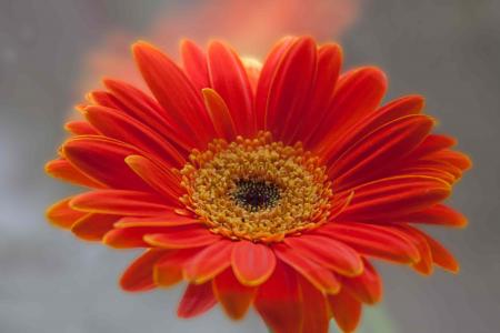 Orange Gerbera