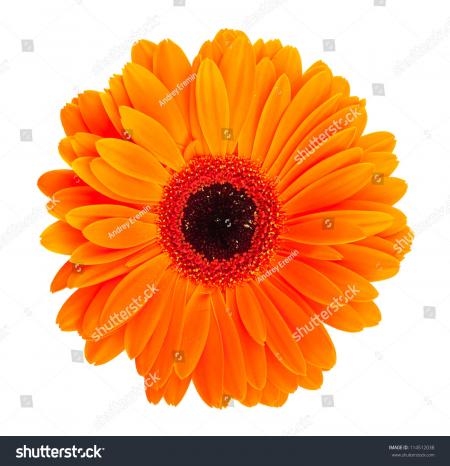 Orange Gerbera